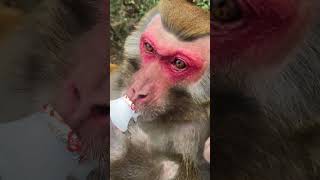 So AdorableMonkeys #Monkey #baby monkey, #animals, #ASMR, #Shorts #BeeLeeMonkeyFans 62