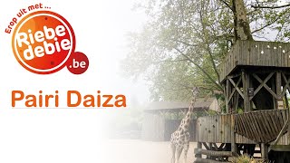 Riebedebie naar Pairi Daiza, de mooiste zoo van Europa