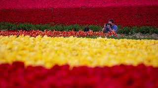 Slideshow: Fields of tulips in Washington