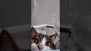 そこに隠れてるのバレバレだよ😂😹　#ねこ #ねこ動画 #かくれんぼ #かわいい猫