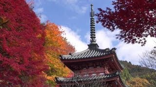 京都 三室戸寺の紅葉 本堂･三重塔 Mimuroto-ji Temple in autumn(2012-11)