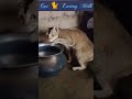 🔥funny 🐈 Eating Milk#funny_clips#short_video 🙏