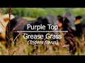 Cattle love this underappreciated Warm Season Grass | Purple Top (Tridens flavus)