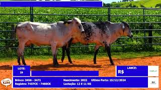 Lote 29