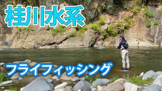 【山梨県】桂川水系でフライフィッシング！