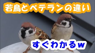 かわいいスズメ✧見た目はおとな同士でも行動でお見通しなベテランと若鳥