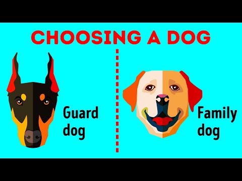 How to Choose the Perfect Dog Breed Just for You How to Choose the Perfect Dog Breed Just for You