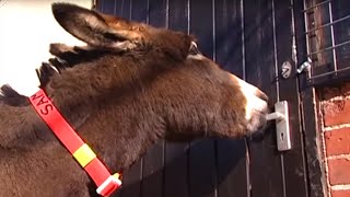 Donkey Escape Artist | Clever Critters | BBC Earth