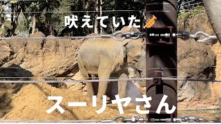 【アジア象】アルン君が遊んでいると隣からスーリヤさんの鳴き声が　#アルン　#スーリヤ　#上野動物園　#アジアゾウ