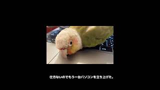 インコたちとテレワークをするとこうなります#shorts