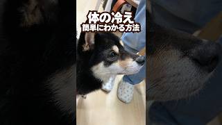 愛犬が冷えてるか確認するところはここだ#心臓病 #犬  #動物病院 #獣医師  #咳  #霜焼け #心不全  #僧帽弁 #歯周病 #肺水腫 #ごとふ #病気  #寒さ #耳