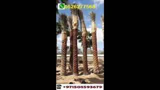 Exotic Palm tree sale in Dubai  - UAE