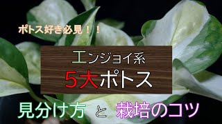 ポトス好き必見！らんまる流エンジョイ系品種の見分け方と栽培のコツ