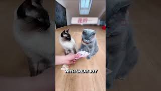 Funny Plot Twist: Gray Cat Regrets Seeing What's Inside His Gift