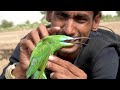 blue cheeked bee eater bird full documentary