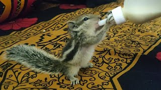 Baby Chipmunk squirrel milk feeding, Dhaka, Bangladesh | পোষা কাঠবেড়ালি ছানা যেভাবে খাবার খায়