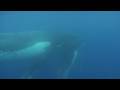 Swimming with Humpback Whales - Vava'u, Tonga