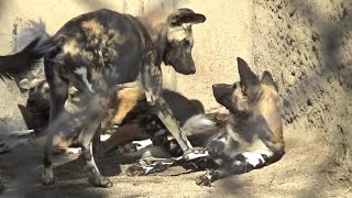 鳴き声も可愛すぎるリカオンさん  Very cute African wild dogs crying【Cute animal videos】【ズーラシア】