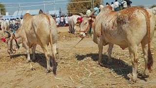 ఐజ జాతరకి 7 జతల ఎద్దులు కోడెలను తెచ్చిన మేడికొండ నరసింహులు | Ieeja cattle market 2023 ‎@purnafarms 