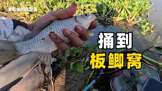 【野外釣魚】捅到一個板鯽窩，條條都是靚貨，這個密度說魚上岸咬人我都信！