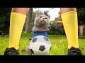 Aaron's Animals New Funny Video Compilation || FunnyVines