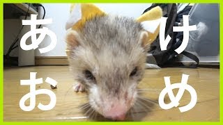 謹んで新年のご挨拶を申し上げます。2018年元旦いたちラボ - ferret lab #157