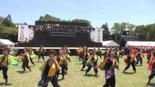 第１４回豊川よさこいinおいでん祭　極津さん