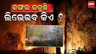 ଜଙ୍ଗଲ ଜଳୁଛି|| ଲିଭେଇବ କିଏ ?|| Jungles catch fire during the hot season|| NewsRoom