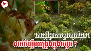 ហេតុអ្វីម្ចាស់ចម្ការហូបផ្លែធំៗ ដាក់ចិញ្ចឹមអង្រ្គងក្នុងចម្ការ? | កម្មវិធីកសិកម្ម