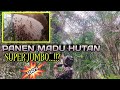 panen madu super jumbo forest honey