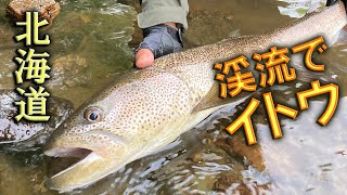 北海道の河川でいいサイズのイトウを釣ってきました。【2021年8月中旬】