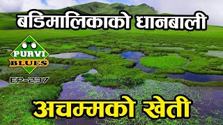 Badimalika खेतीबेती पाटन || बडिमालिकाको रहष्यमयी धानका गराहरू || Khetibeti Patan Tribeni Badimalika