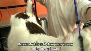 How to use an Ogena Solutions Anivac Animal Bathing System to bathe a dog.mpg