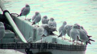 野鳥：ユリカモメ (冬羽)／Wild Birds: Black-headed Gull (winter plumage)