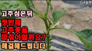 고추심고 첫번째고추꽃 따줘야할까요 그냥둬야할까요 #고추정식후고추꽃제거 #고추농사 #고추재배