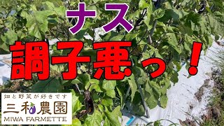 「ナス」猛暑！水不足！でずいぶん弱ってきましたが、対策はあります。NO659（2023.7.22）