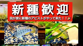 新種歓迎　アピストグラマ の新種発見！！その新種をお迎えしました〜😆