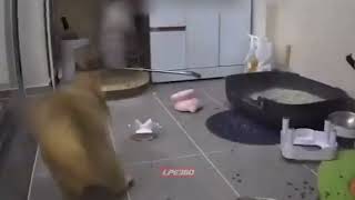 Startled cat destroys room