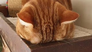 😂 Funniest Cats and Dogs Videos 😺🐶 || 🥰😹 Hilarious Animal Compilation №365