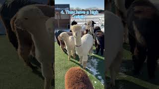 It’s freezing outside, but the alpacas are unbothered! Here’s why #frigidtemps #eagleeyefarm