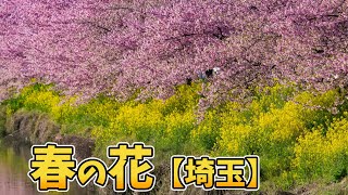 春の花【埼玉県】桜・つつじ・ぼたん・ふじ・薔薇・SAKURA・ROSE