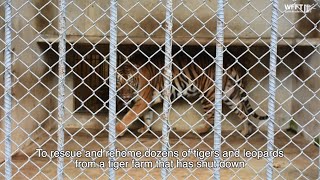 Tiger Rescue Update