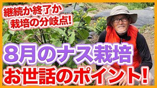 家庭菜園や農園のナス栽培で8月継続か終了か！？栽培を続けるか否かの見極め方と8月ナスの育て方を徹底解説！【農家直伝】Tips for growing eggplants in August.