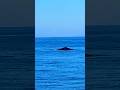 Humpback WHALE 🐳 And we got lucky to finally get a glimpse of her 😍😍😍 #viral #trending #shorts