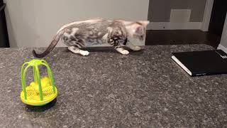 Charlie 6 - Marbled Silver Bengal kitten from WestCoastBengals.com