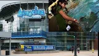 海外旅行日記 アメリカ デンバー 水族館 タッチプールに巨大エイ！ Denver Downtown Aquarium