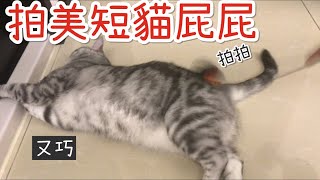 【美短】拍屁屁｜ㄡ巧1090823