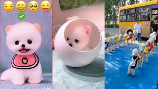Funny and Cute Dog Pomeranian 😍🐶| Funny Puppy Videos #124