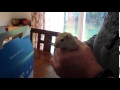 Gerbil Unboxing, Meet Misty Gerbil Gerbil Unboxing, Meet Misty Gerbil