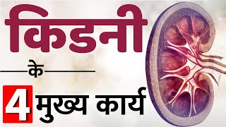 किडनी के 4 मुख्य कार्य | Functions of Kidneys | Dr. Puru Dhawan